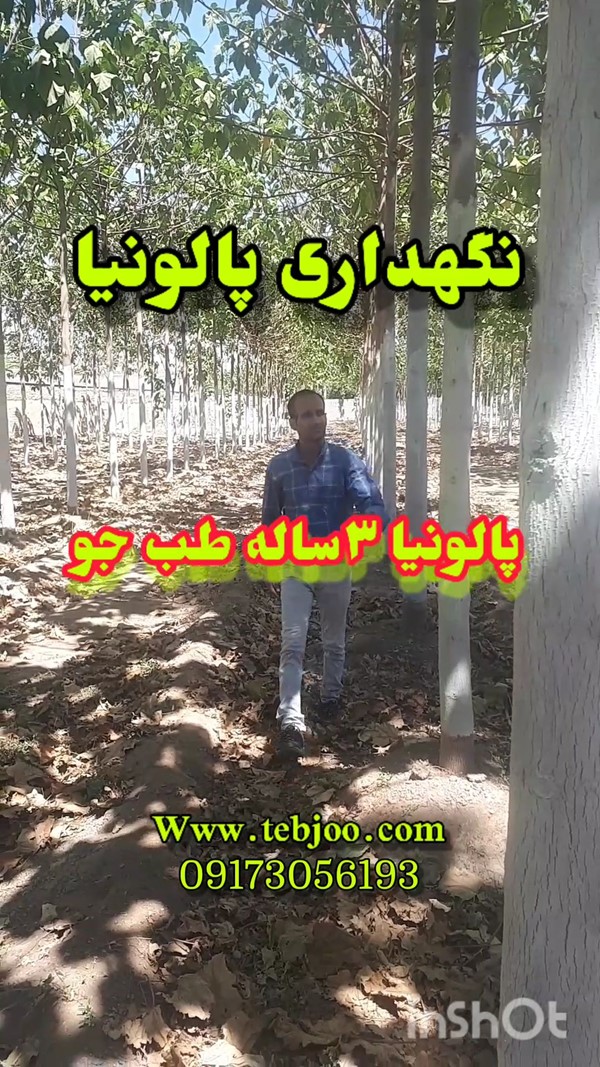 قیمت درخت پالونیا خرید و فروش چوب پالونیا قیمت انواع نهال پالونیا هیبرید اصلاح شده باغ پالونیا 